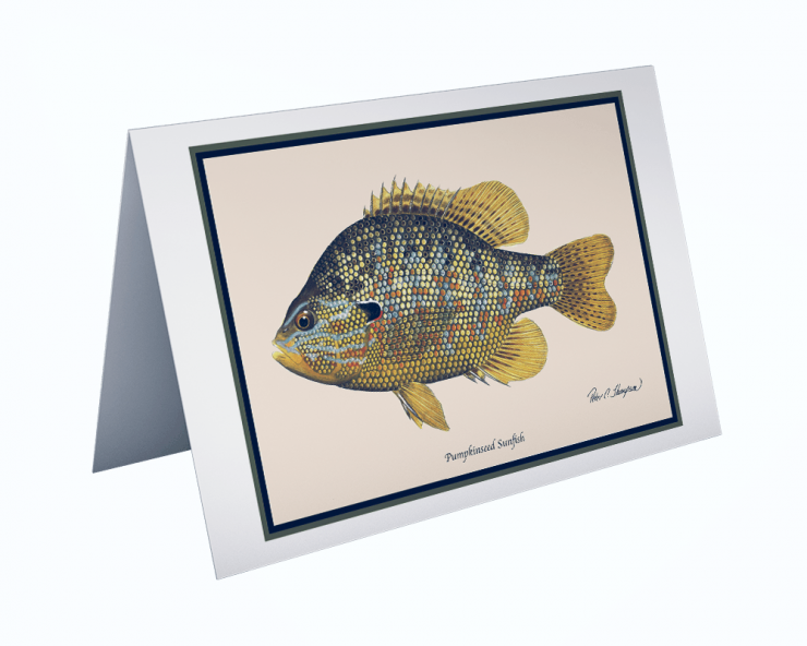 Pumpkinseed Sunfish Greeting Card Classic Fish Art
