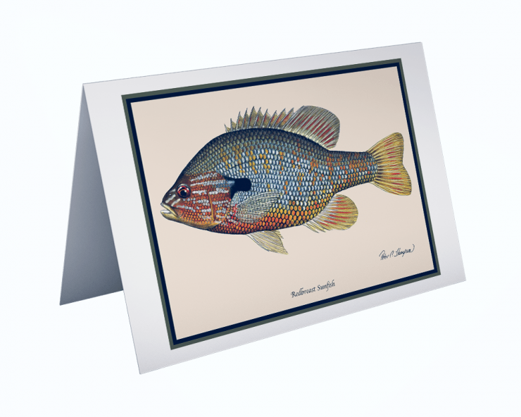 Redbreast Sunfish Greeting Card Classic Fish Art