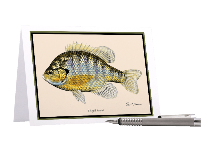Bluegill_Sunfish_Greeting_Card_Classic_Fish_Art.png