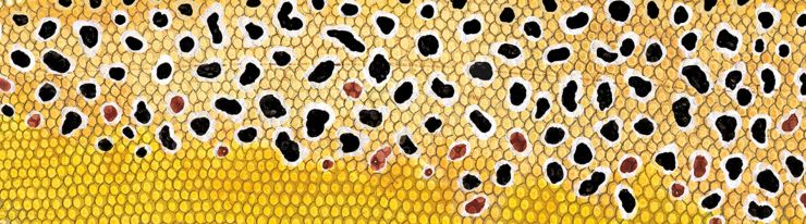 Classic Fish Art Brown Trout Detail